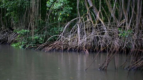 Mossy webbed roots in river 02 스톡 동영상 53045258