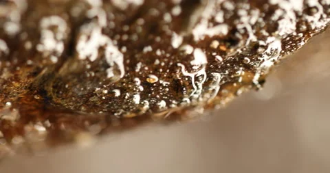 Mossy on the Wet Stone Stock Footage 168627393