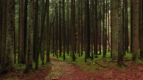 Mossy wood landscape with magic path Stock Footage 337658051