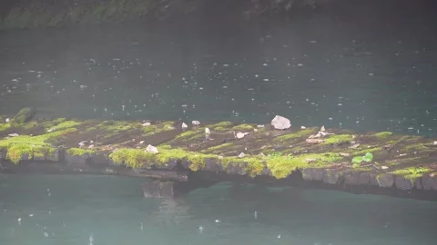 Mossy Wooden Bridge Covered with Falling Rocks Over Water Video stock 310960767