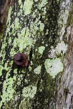 Mossy Wooden Post Stock Photos