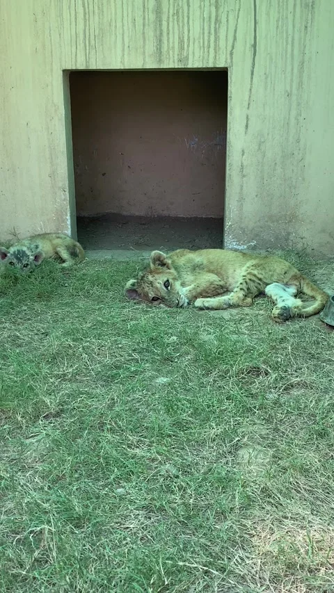 The Most Adorable Lion Cubs Stock Footage 288644977