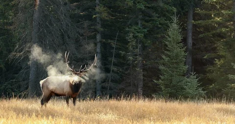 Most awesome steamy elk bugle. elk rut. Stockbeeldmateriaal 100417340