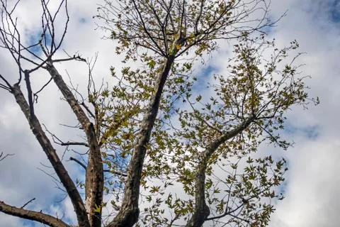 The most basic oxygen source trees Stock Photos
