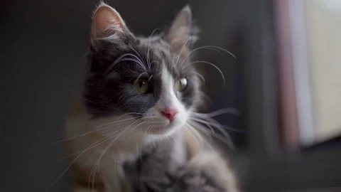 The most beautiful cat in the world Video stock 194357745