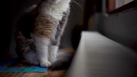 The most beautiful cat in the world Video stock 196153091