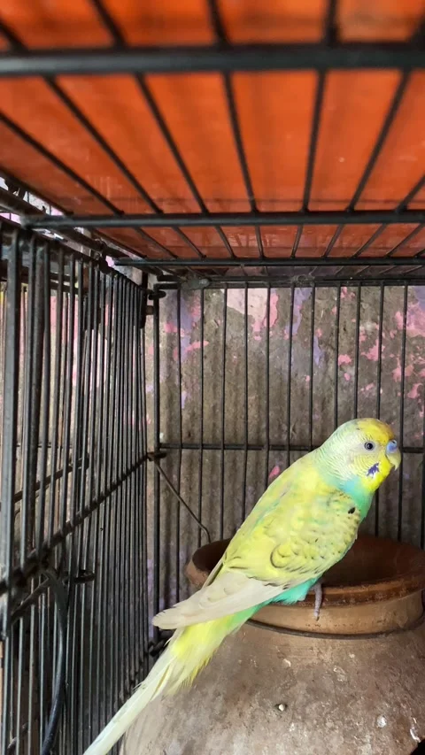 The Most Beautiful Light Green Light Yellow Bird Stock Footage 294255041