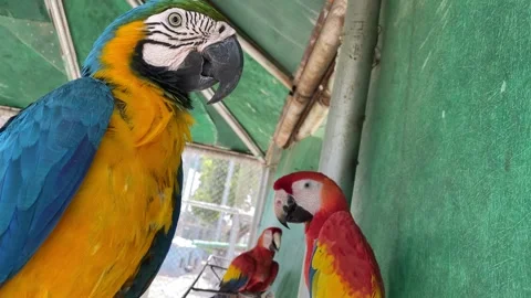 The Most Beautiful Macaws Birds Ever Stock Footage 288428103