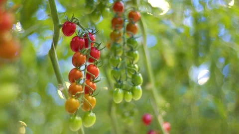 The most beautiful plan with cherry tomatoes in the world, water is sprinkled on Stock Footage 261846062