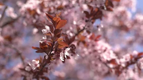 Most beautiful, spring cherry Stock Footage 75352188