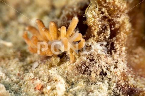 The most beautiful underwater snails of the Indian and Pacific Ocean ...