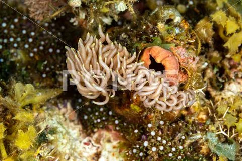 The most beautiful underwater snails of the Indian and Pacific Ocean ...