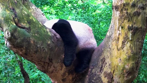 The most charming bear in the world panda Stock Footage 333580237