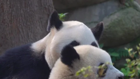 The most charming bear in the world panda Stock Footage 333582759