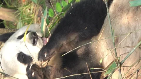 The most charming bear in the world panda Stock Footage 333583458