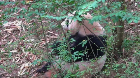 The most charming bear in the world panda Stock Footage 333626798