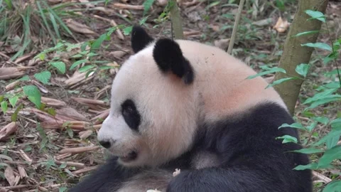The most charming bear in the world panda Stock Footage 333626882