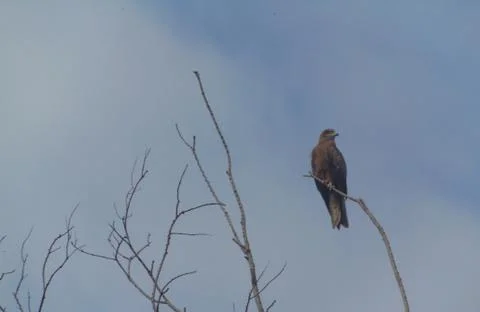 Most Deadly Eagles Stock Photos
