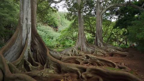 Most famous trees of Hawaii. Tree with huge roots. Moreton Bay Fig tree Stock Footage 130070445