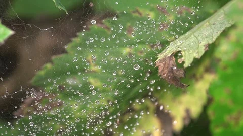 Most fantastic dew drop in middle of spiderweb in early morning Vidéo 79611253