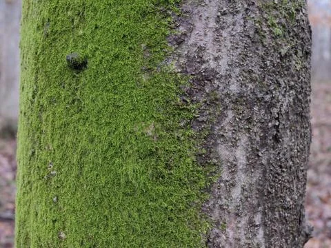 Most growing on North side of tree. Stock Photos