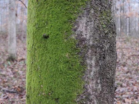 Most growing on North side of tree. Stock Photos
