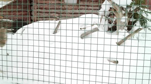 Most lynx walks restlessly from side to side. Animals in winter. Stock Footage 71098053