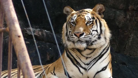 The most numerous tiger subspecies. 動画素材 86529341