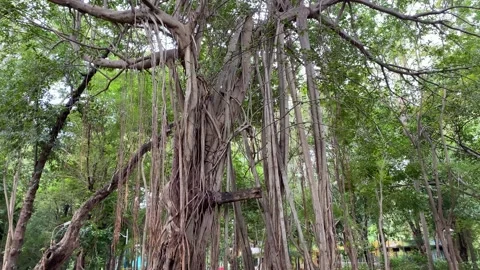 Most oldest Banyan Tree with lots of roots are hang, tree, nature, Video stock 164238322