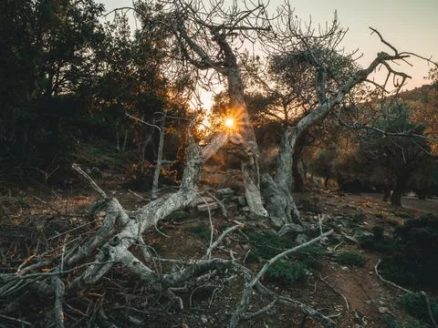 The most oldest olive trees in Thassos. Olive garden. Stock Photos