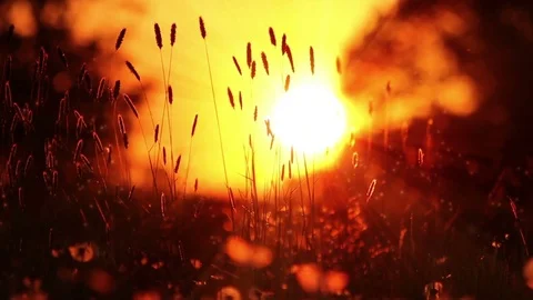 The Most Perfect Summertime Rural Background Stock Footage 72387865