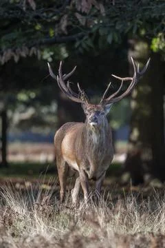 Most powerful one Foto stock