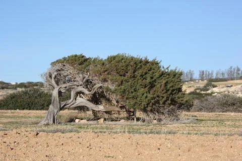 The most resilient tree in the world Stock Photos