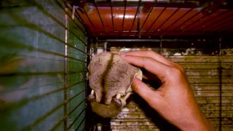 The most squishy pet in the world call name sugar glider ( Petaurus breviceps ) Stock Footage 157990398