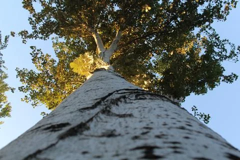 Most Of The Tree Trunk Stock Photos