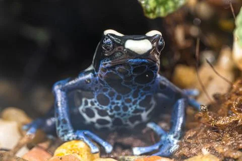 The most variably colored and largest species of frogs, Dendrobates tinctorius Foto stock