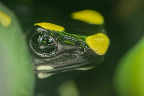 The most variably colored and largest species of frogs, Dendrobates tinctorius Stock Photos
