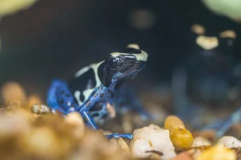 The most variably colored and largest species of frogs, Dendrobates tinctorius Stock Photos