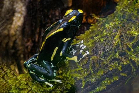 The most variably colored and largest species of frogs, Dendrobates tinctorius Photos