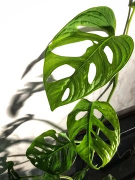 Mostera leafs Stock Photos