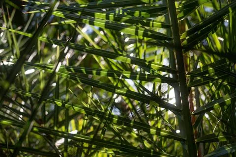Mostly blurred backlit palm leaves background. Sunny closeup of date palm leaves Stock Photos
