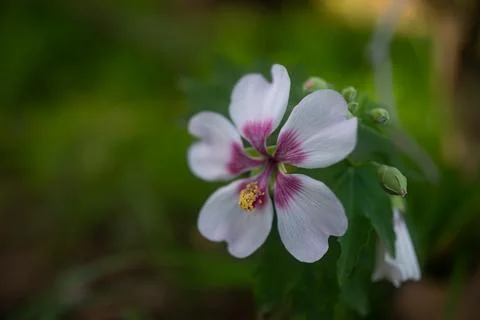 Mostly blurred flower on green grass and leaves background Stock Photos