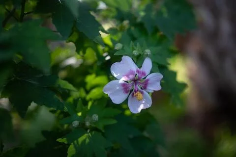 Mostly blurred flower on green grass and leaves background Stock Photos