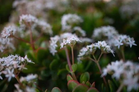 Mostly blurred white flowers of Jade plant or crassula ovata Stock Photos