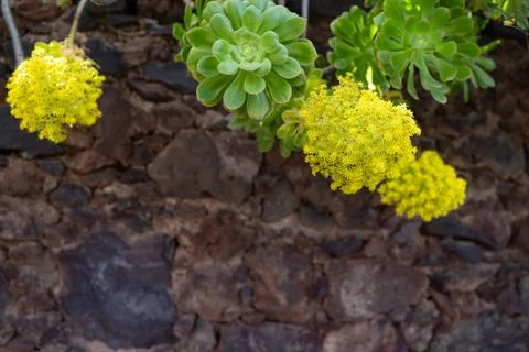 Mostly blurred yellow flowers with rosette of green leaves on rock wall Stock Photos