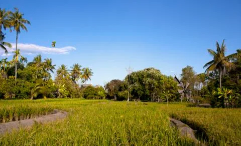 Mostly coconut fields. Foto stock