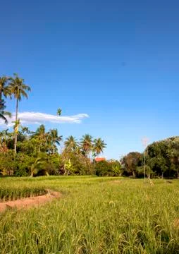 Mostly coconut fields. Stock Photos