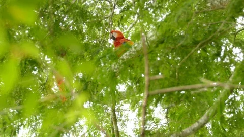 Mostly hidden colorful red parrot walks away while peeking thru leaves 스톡 동영상 95604141