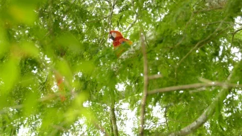 Mostly hidden colorful red parrot walks away while peeking thru leaves - 24fps Stock Footage 104122990