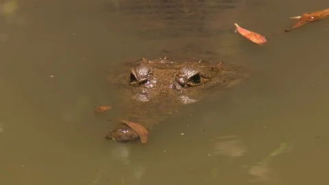 Mostly submerged Johnston's crocodile Stock Footage 112350147